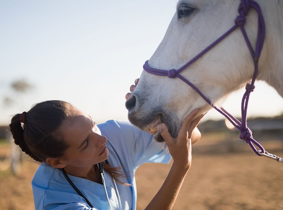 encargar-tfg-veterinaria