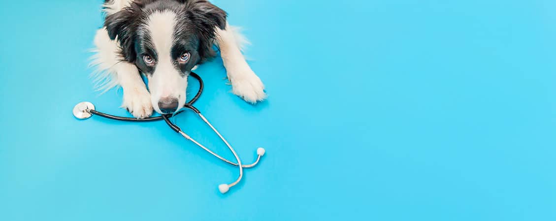 comprar-tfg-veterinaria