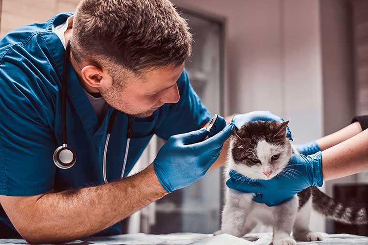 ejemplos-tfg-veterinaria